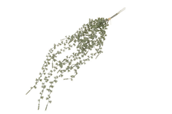 Zedernzweig / 74cm / grün